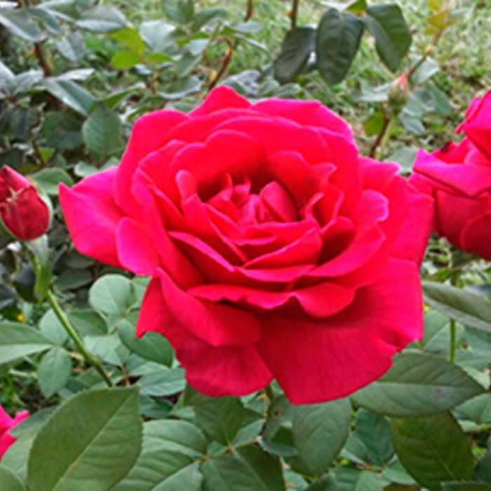 Роза клайминг крайслер империал