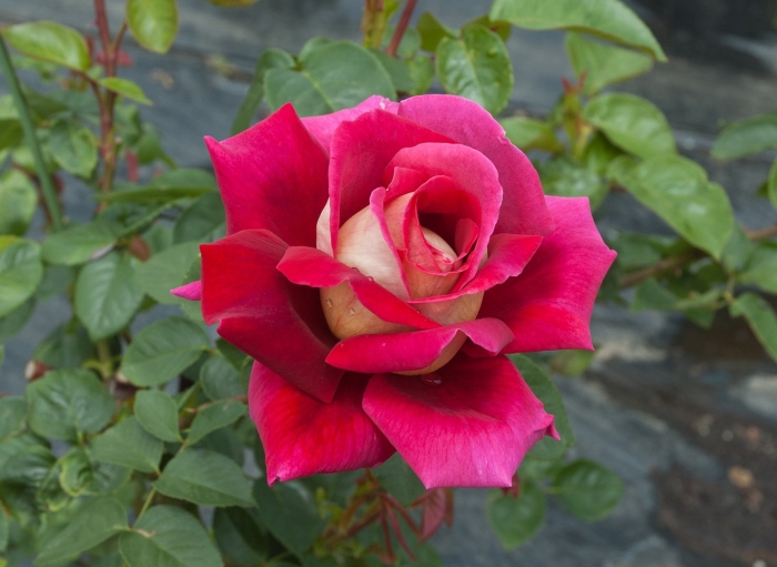 Роза кроненбург чайно гибридная