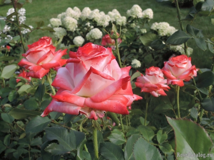 Чайно-гибридная императрица фарах