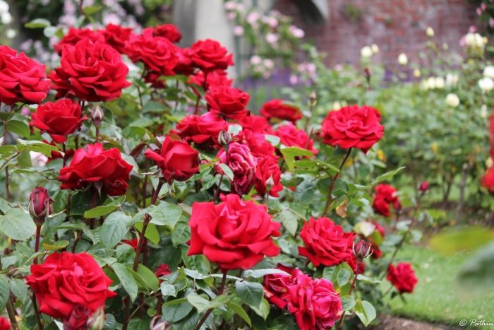 Роза ингрид бергман