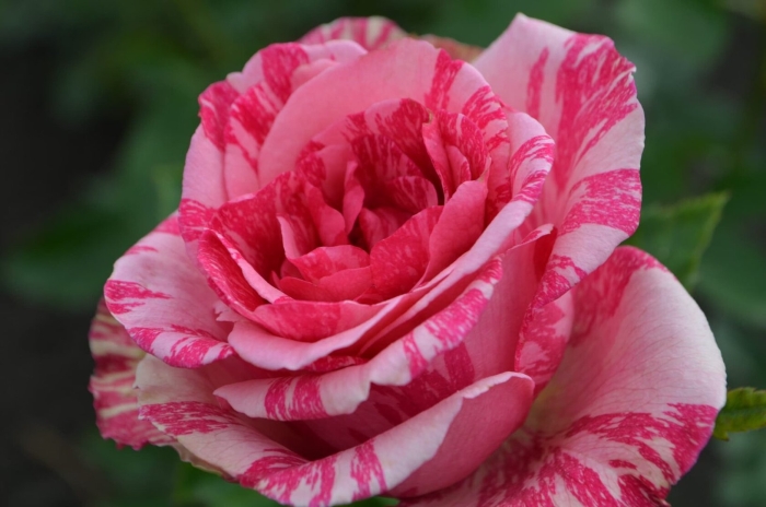 Пинк интуишн роза