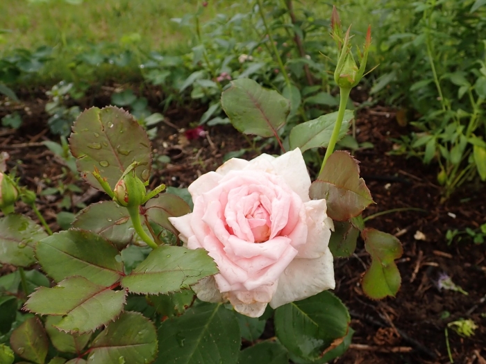 Frederic mistral фредерик мистраль роза