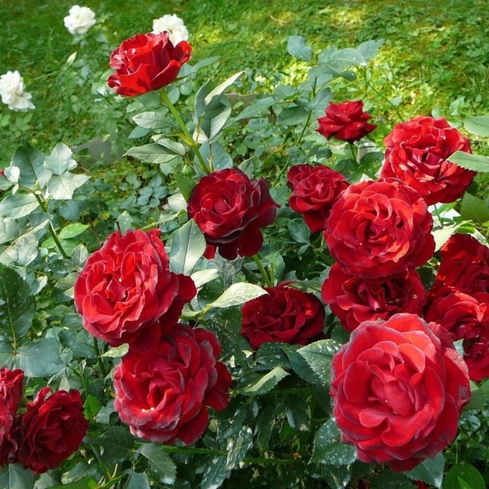 Роза чайно-гибридная ред берлин