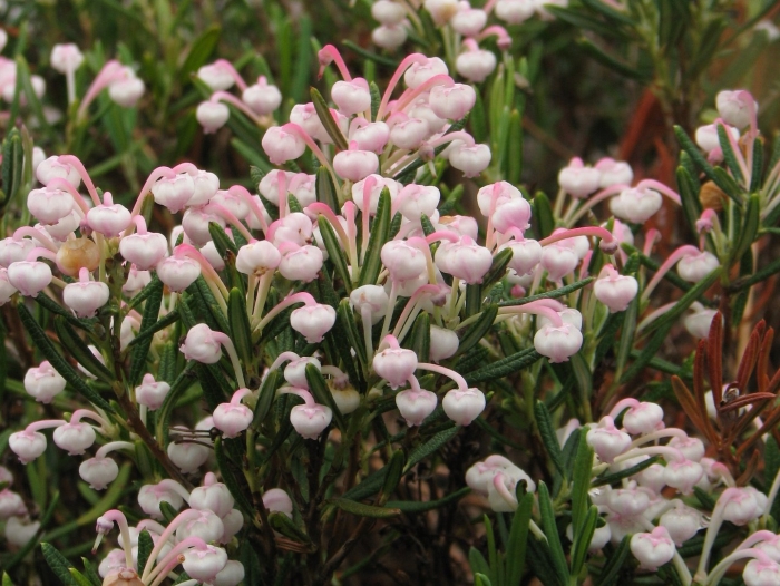 Подбел многолистный блю лагун