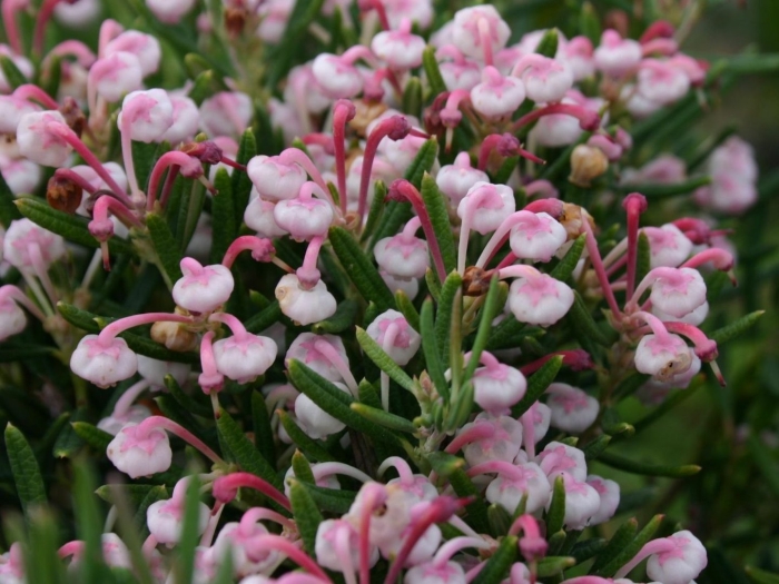 Андромеда многолистная блю айс