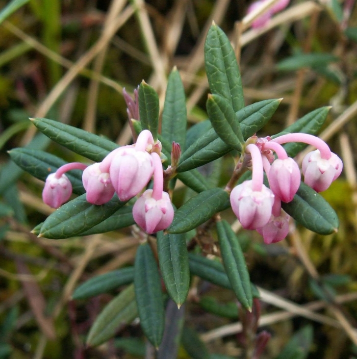 Андромеда многолистная