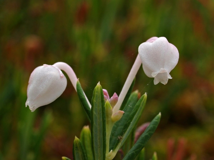 Андромеда многолистная