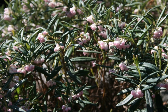 Андромеда многолистная блю