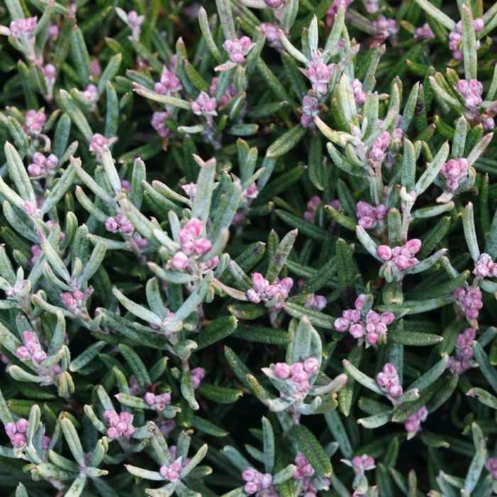 Андромеда многолистная блю айс