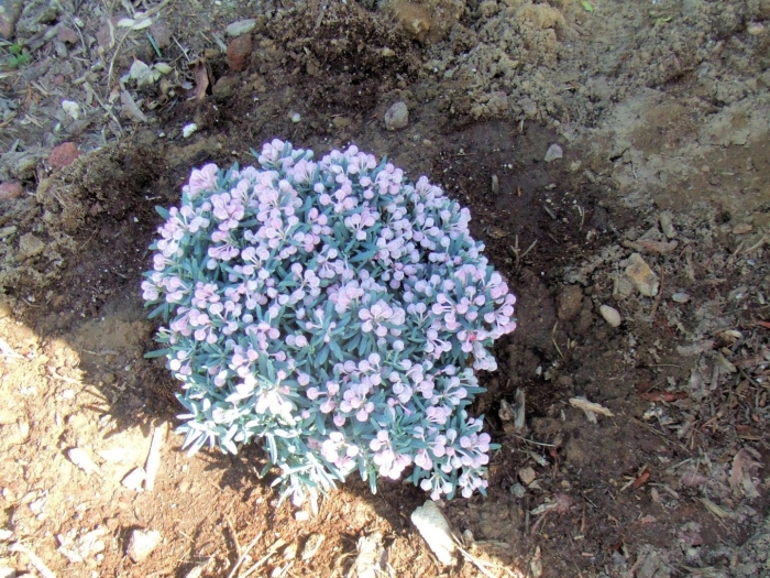 Подбел блю лагун