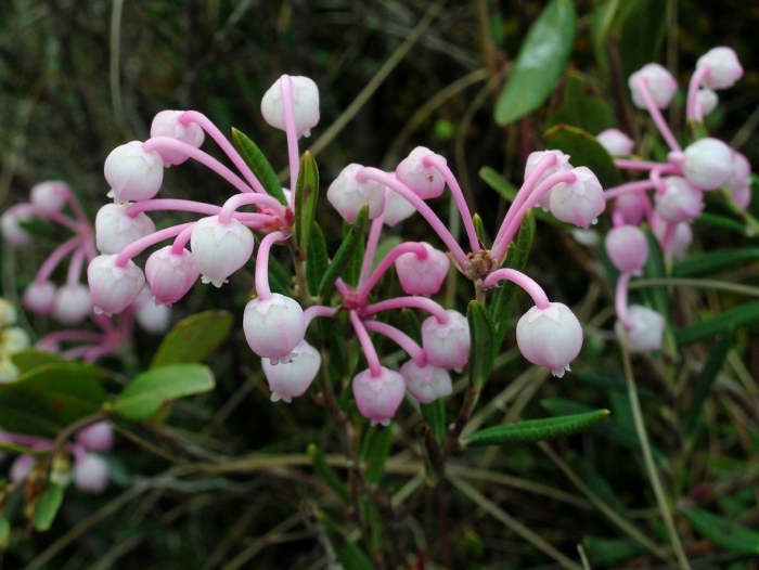 Подбел андромеда