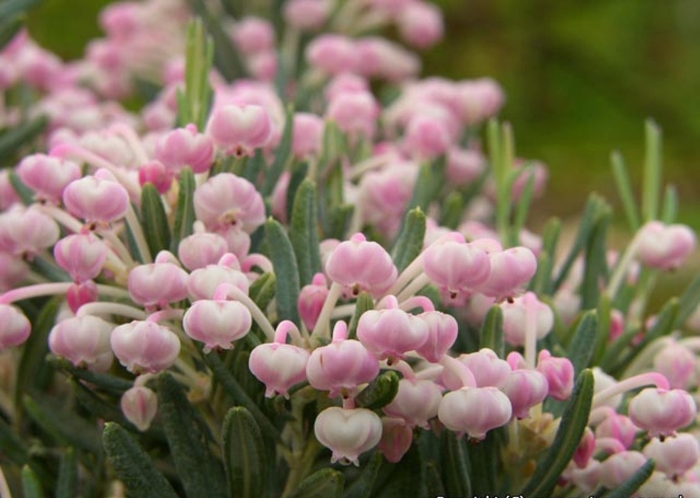 Андромеда подбел многолистный