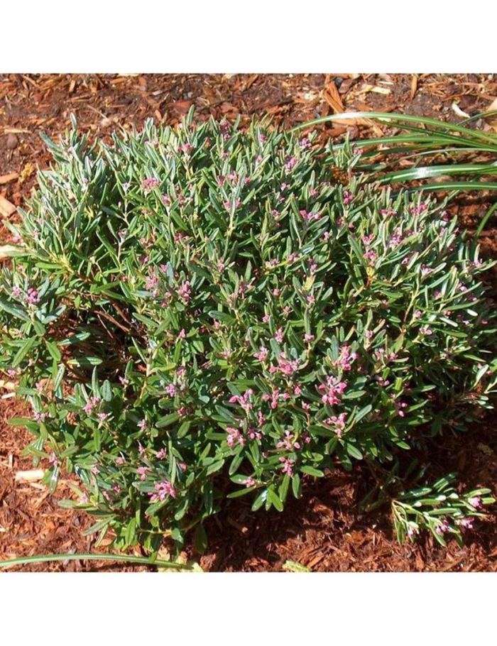 Андромеда многолистная блю айс