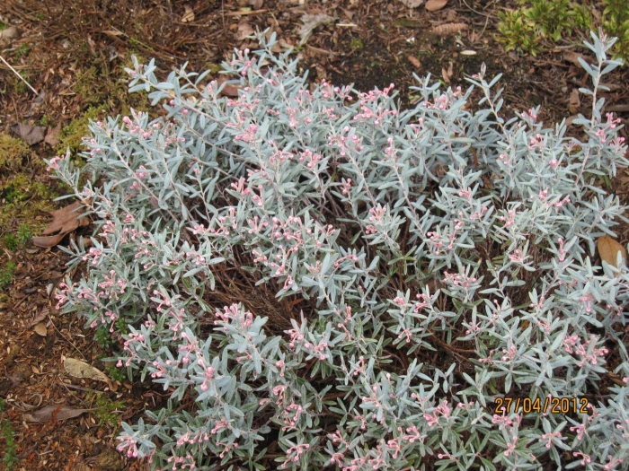 Андромеда многолистная блю лагун