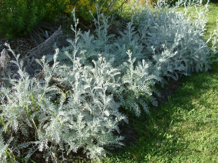 Цинерария приморская senecio cineraria