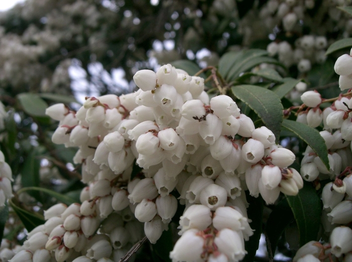 Пиерис подбел