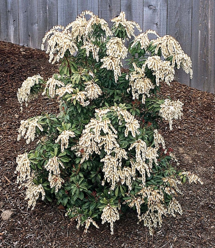 Pieris japonica mountain fire