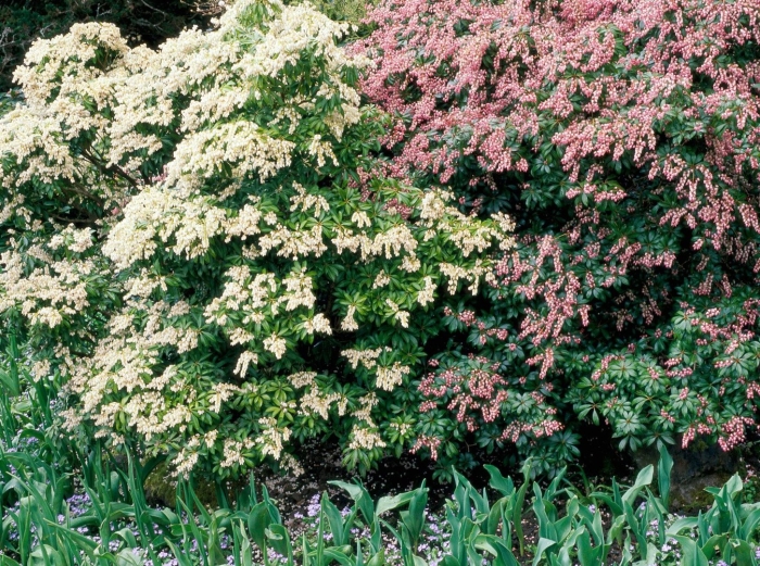 Pieris japonica little heath