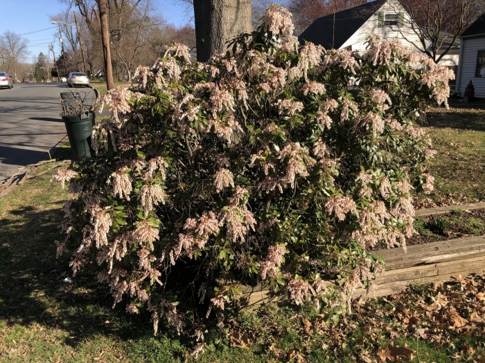 Сирень комарова пониклая