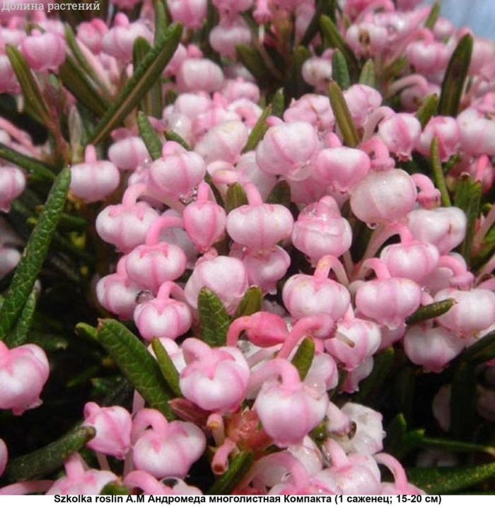 Андромеда многолистная блю айс