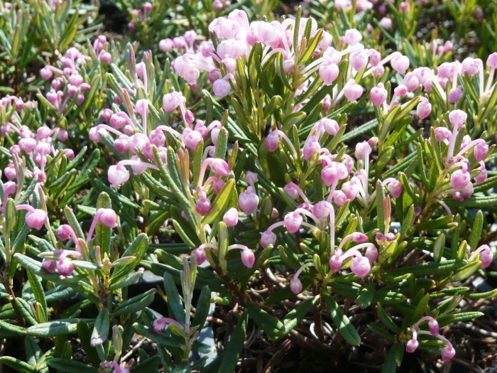 Андромеда многолистная compacta