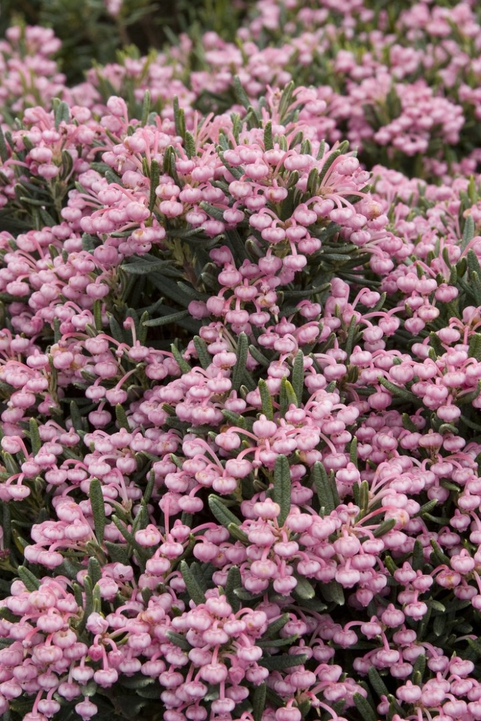 Андромеда блю айс