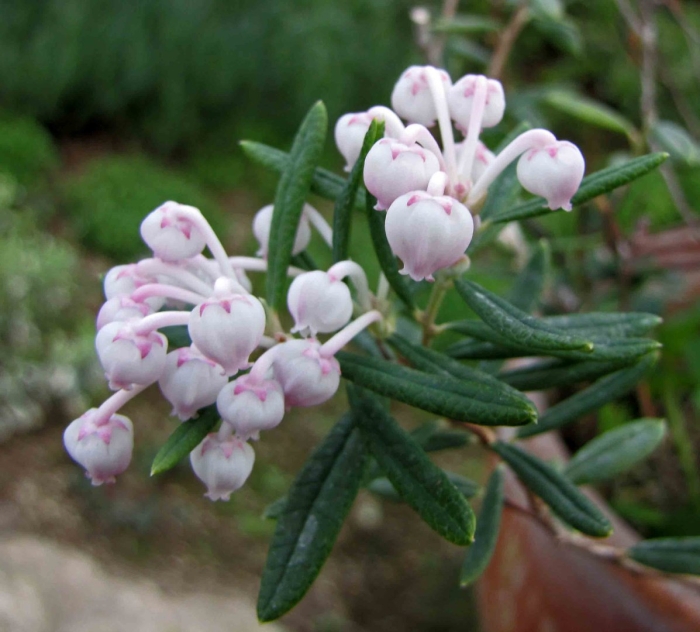 Андромеда растение