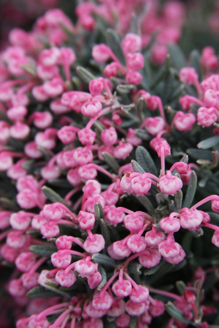 Андромеда многолистная блю лагун