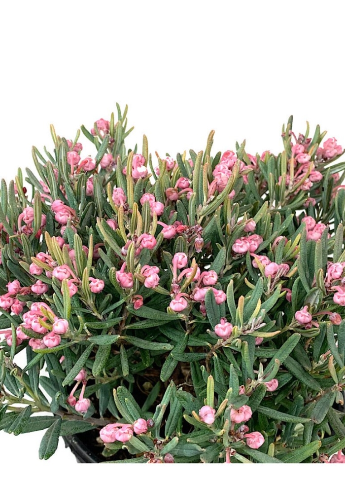 Андромеда многолистная блю айс