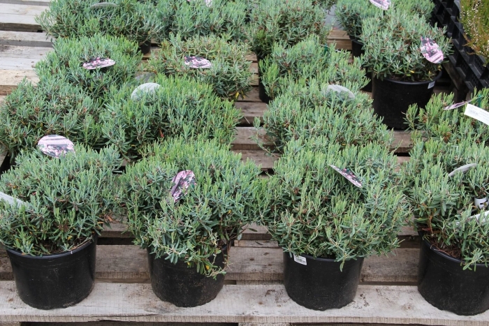 Андромеда многолистная блю айс