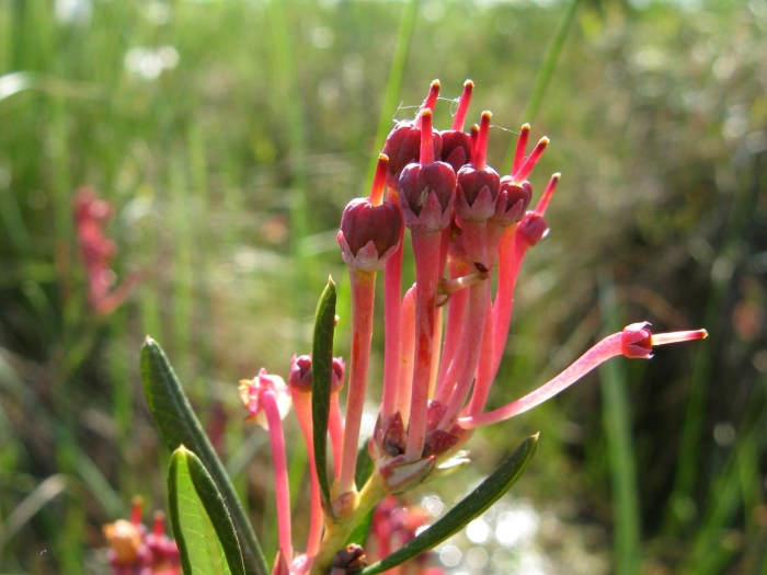 Grevillea juniperina