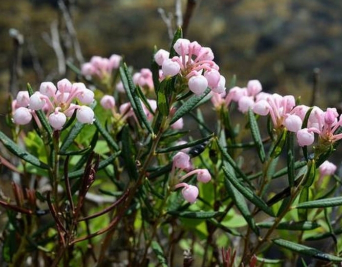 Подбел андромеда