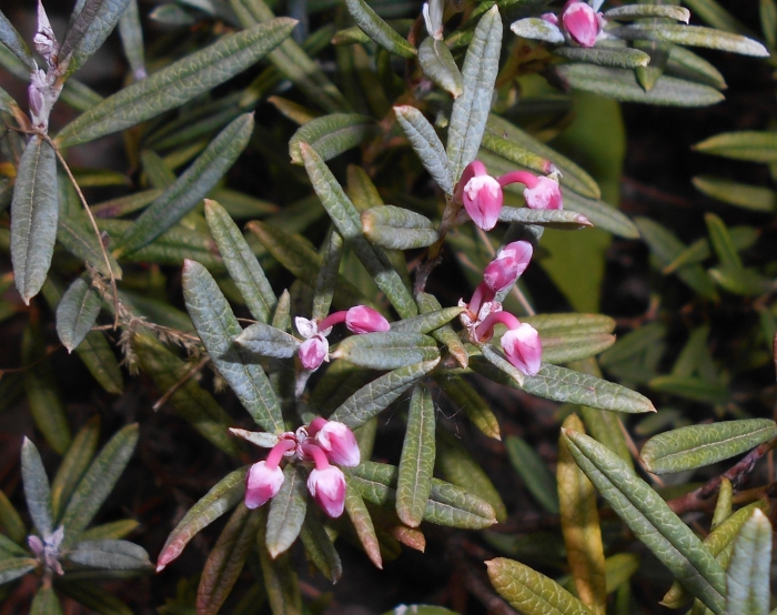 Andromeda polifolia 'nikko'