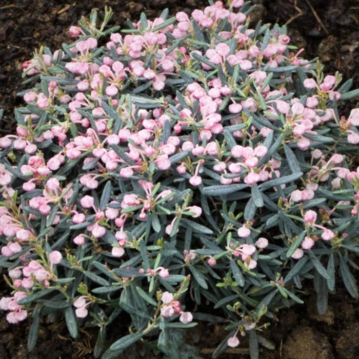 Андромеда многолистная блю айс