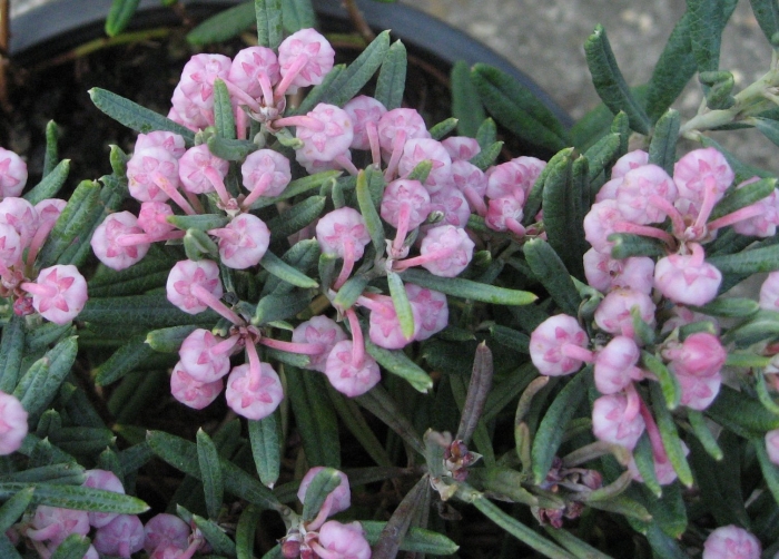 Андромеда многолистная блю лагун