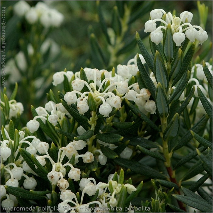 Andromeda polifolia 'alba'