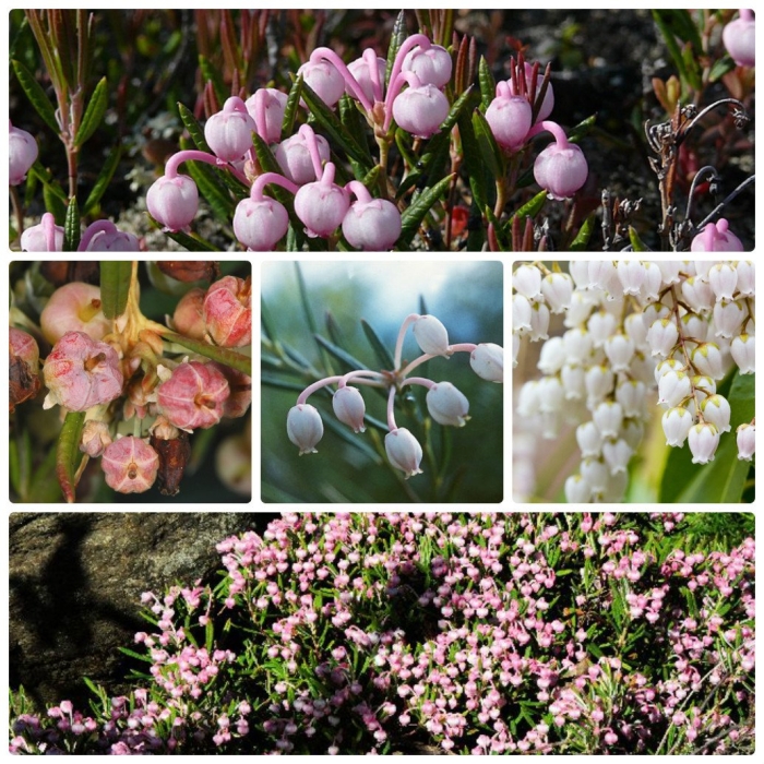 Андромеда кустарник