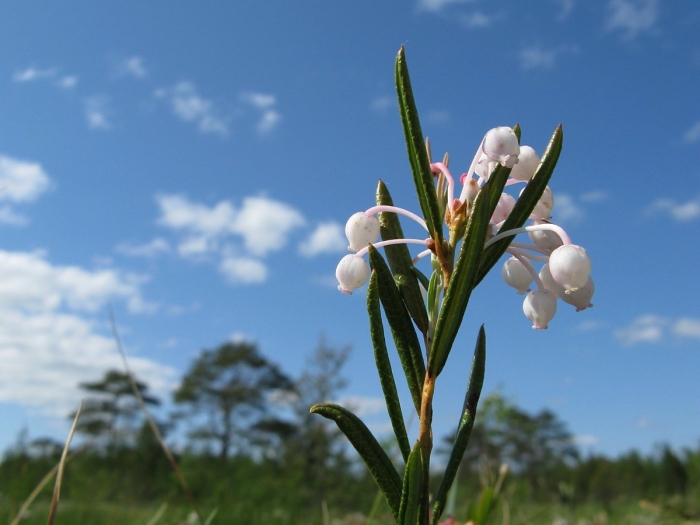 Подбел обыкновенный болотный
