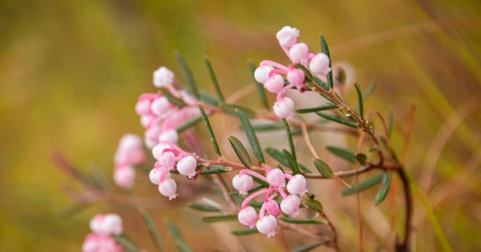 Подбел обыкновенный