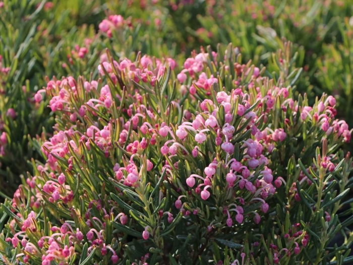 Андромеда многолистная блю айс