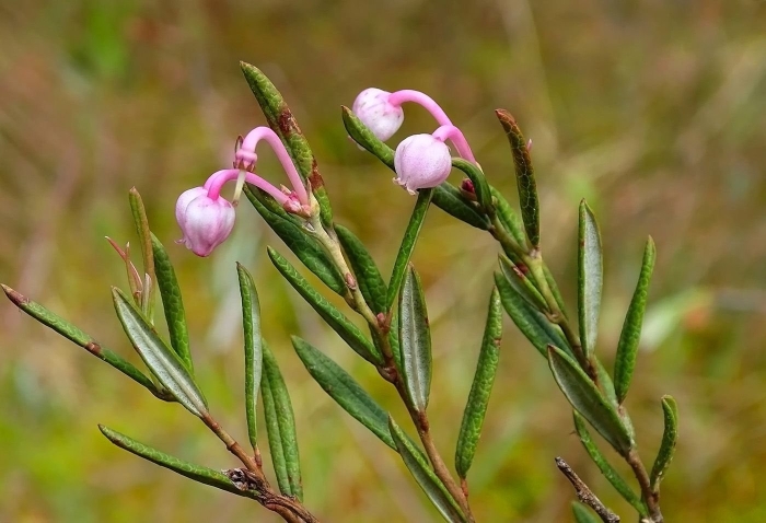 Подбел андромеда