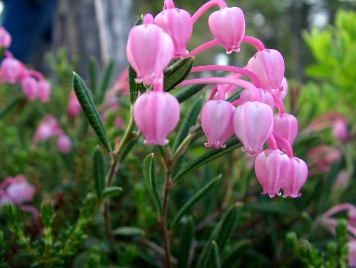 Подбел многолистный