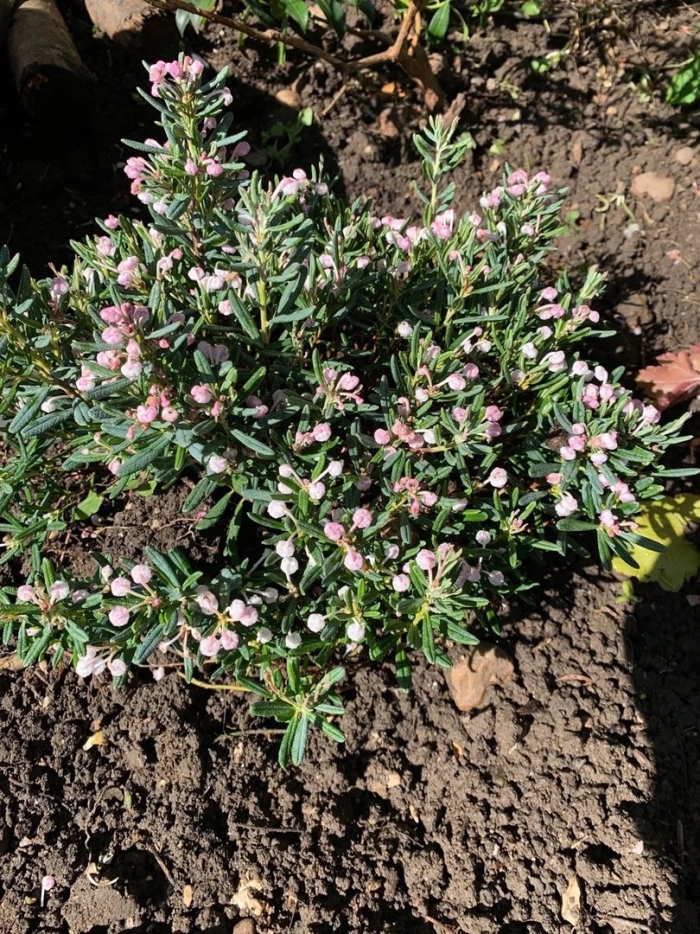 Андромеда многолистная блю айс