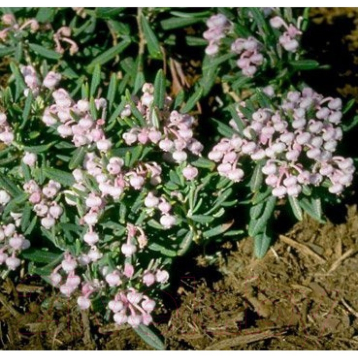 Андромеда многолистная компакта