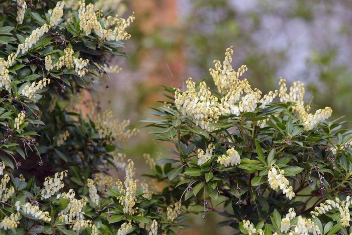 Pieris floribunda