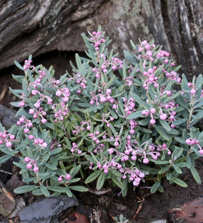Андромеда многолистная блю айс