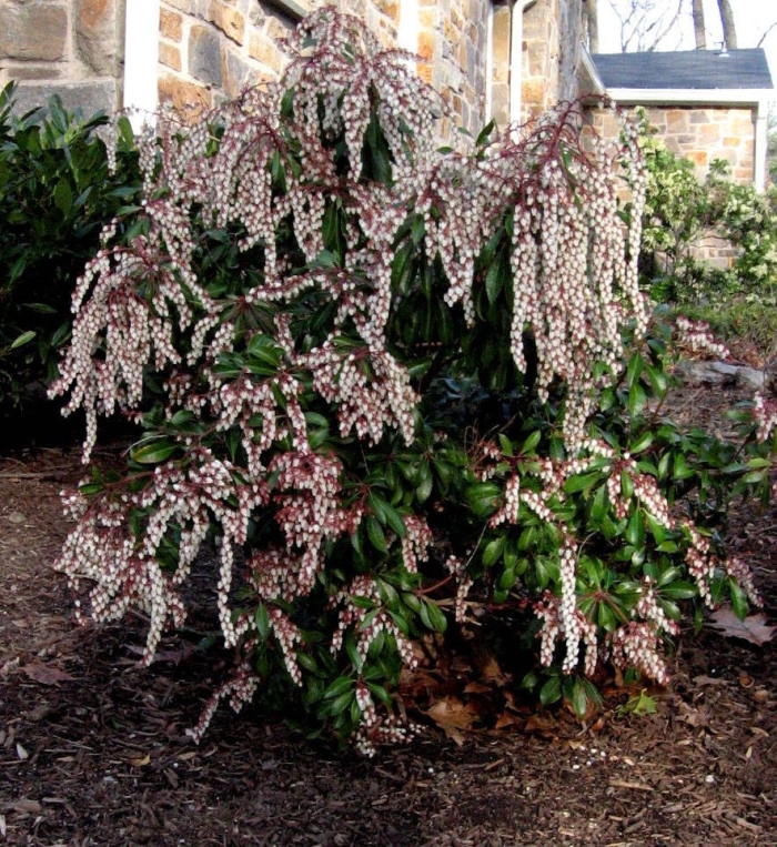 Pieris japonica dorothy wyckoff