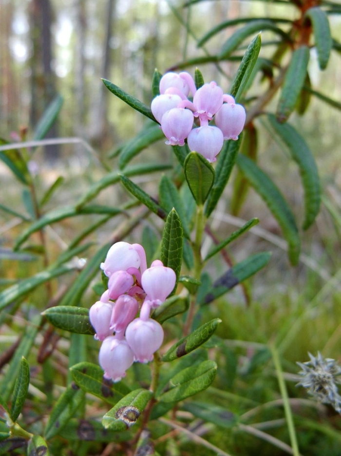 Подбел многолистный