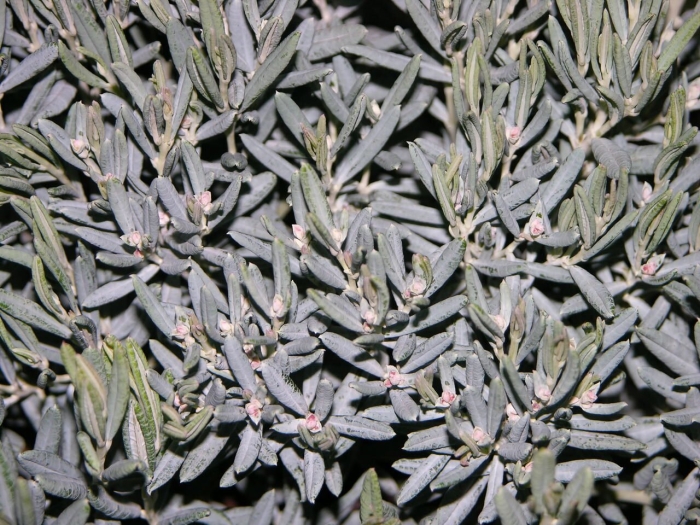 Андромеда многолистная блю айс