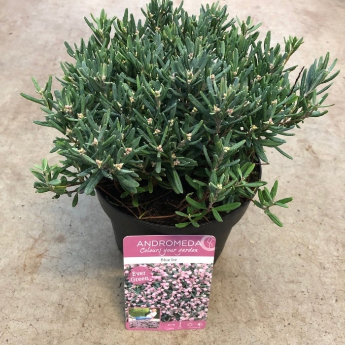 Andromeda polifolia 'blue ice'